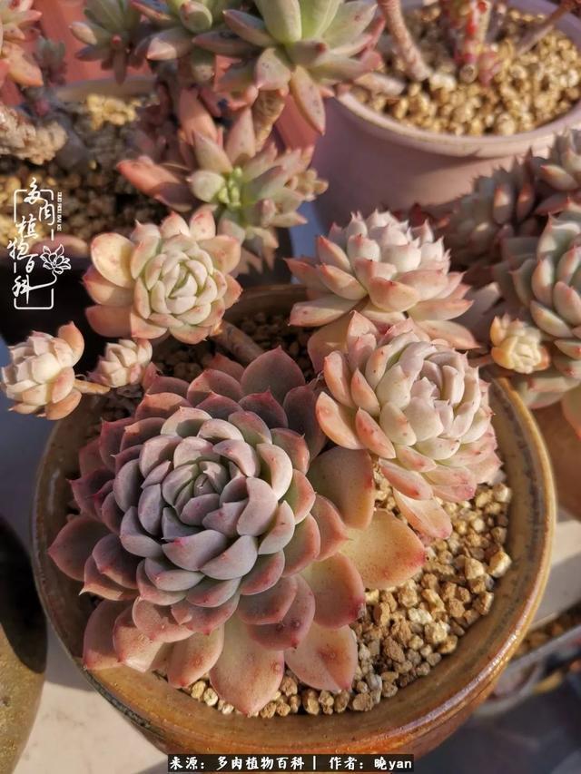 养多肉近四年，一路的走来，阳光总在风雨后！