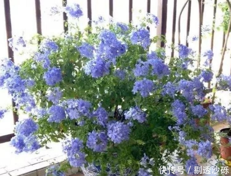 3种花好养易活,旺财又养人,比牡丹还美,年年开花美翻