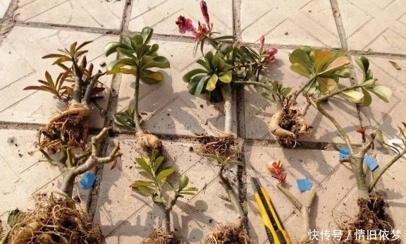 沙漠玫瑰|养沙漠玫瑰,有3个技巧,长成盆景,一盆能开100朵花