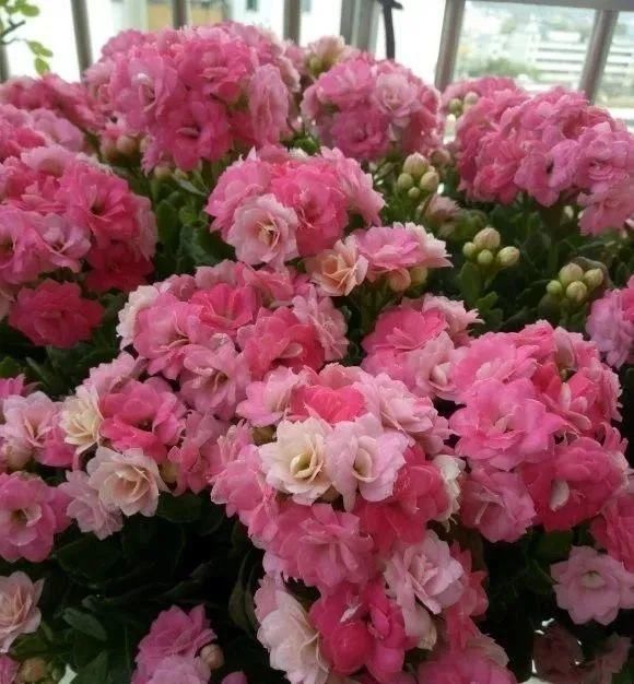 一棵长寿的花,124个花箭,开花,锅盖打开的方法