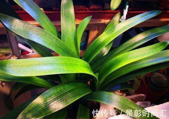 君子兰|阿婆的“君子兰”养了十多年,年年出新芽,年年开爆花,咋养的?