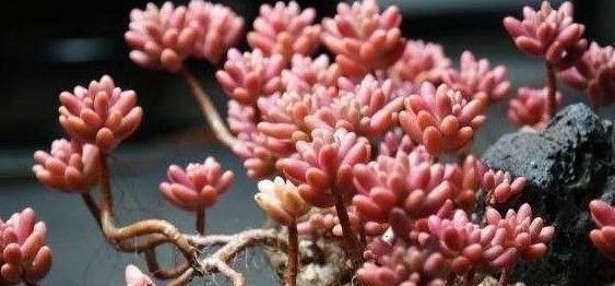 3种多肉,天热少浇水,养护成“老桩”,欣赏价值高