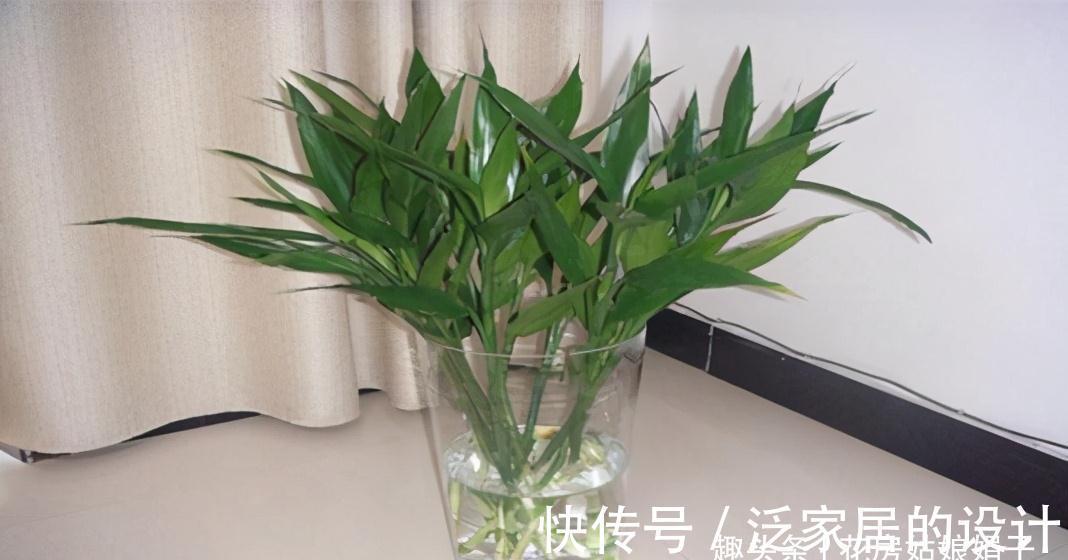 水培|富贵竹不用花钱买了,1根迅速变10根,这样扦插繁殖生长速度快