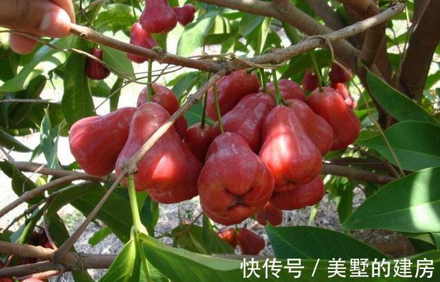 中老年人|对身体很好的3种食物，每天坚持吃一些，补益气血，增强抵抗力