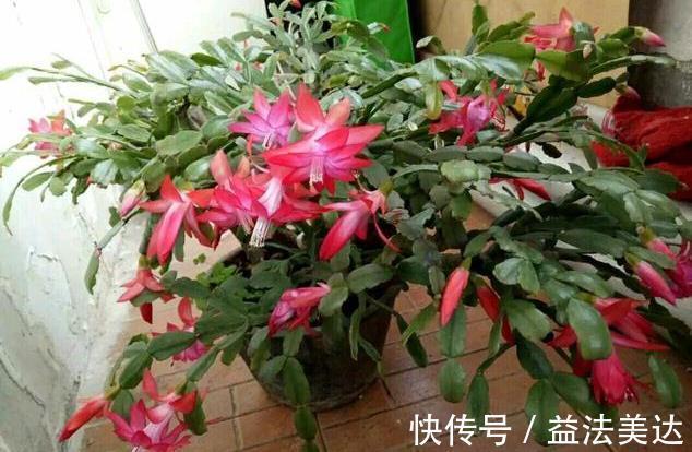 养花前一个小妙招,十年不生虫,叶子油亮翠绿,花朵蹭蹭冒