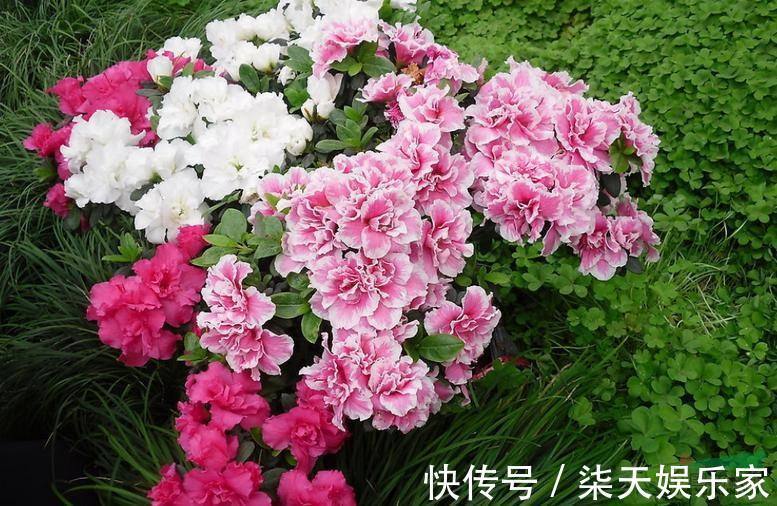 花友|花谢后做这一步，3天窜8个芽，一个月就爆盆！