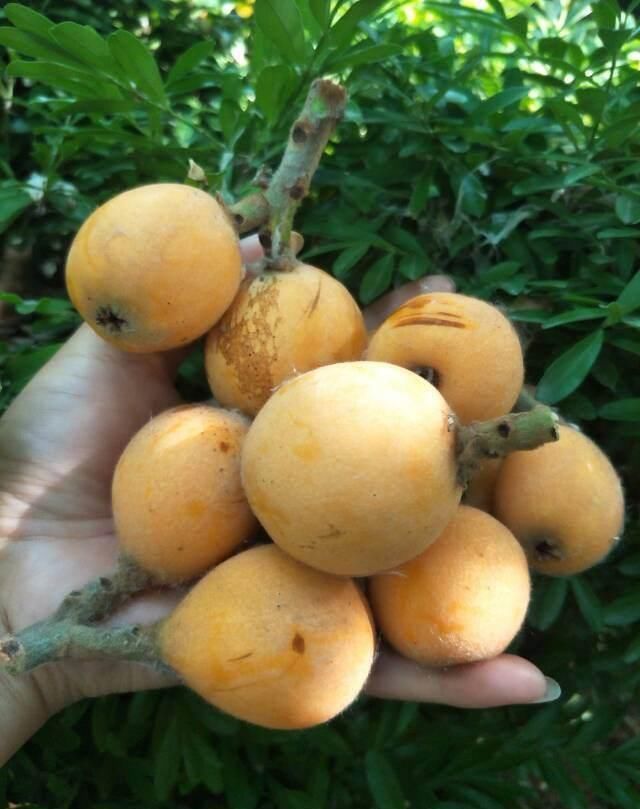 果肉|枇杷好吃又养生,里面的核埋土里,几天就发芽成苗