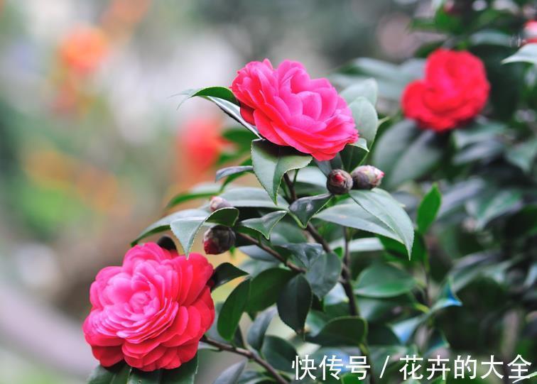 常春藤|9月6日-9月21日，庭院选这几款花，好养易开花，花色繁多易爆盆