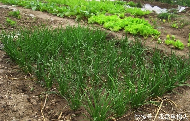 蔬菜|农村一种懒人蔬菜，种一季吃7年，割了就长，吃也吃不完