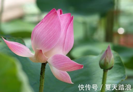 桃花|7月中旬，吉星照耀，4属相事业棒、桃花旺，日子一顺百顺