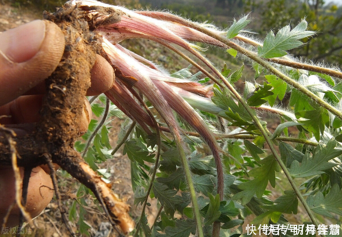 藏在地下的“鸡腿”,是农村孩子们的美味,如今价值升高数量变少