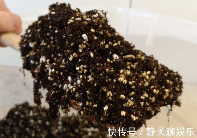 养花旧土,按这2步“翻新”,无菌、无害虫,营养更全面