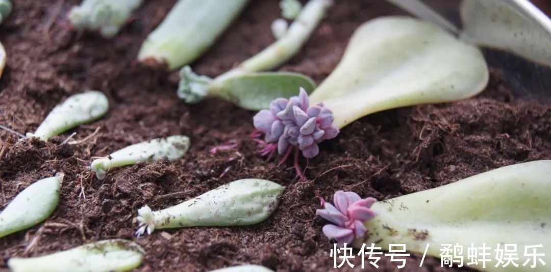 扦插多肉掌握这秘诀,用手摘下来的几片叶子能培育成新的盆栽