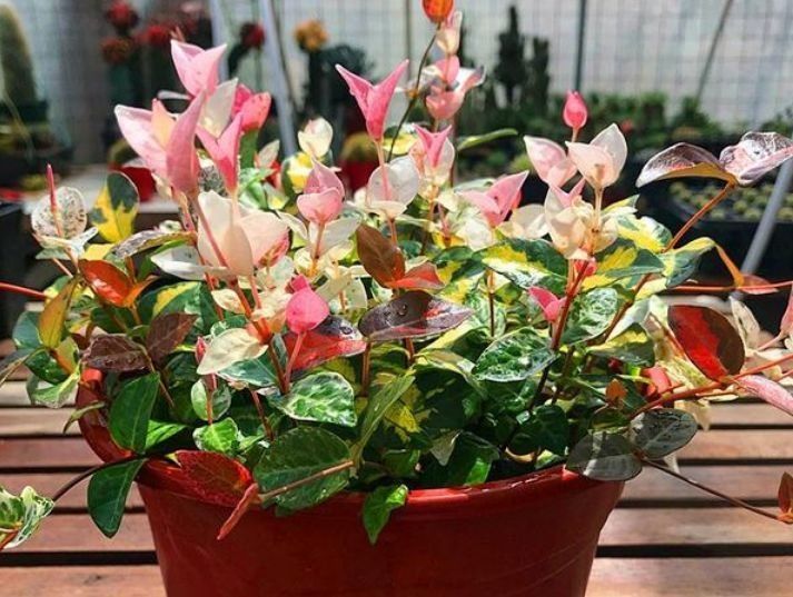 春天已到,这几款花卉养在家里,花开媲美玫瑰,花朵姿态万千,美