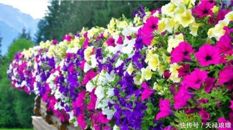 3种花是真正的“开花机器”,名字一般,开出的花却“极美”!