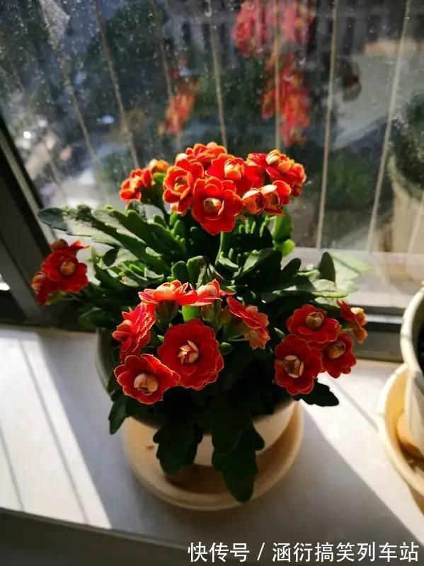 玉树|天气冷,六种花要“干养”,少水多晒才健壮,养成老桩更旺家