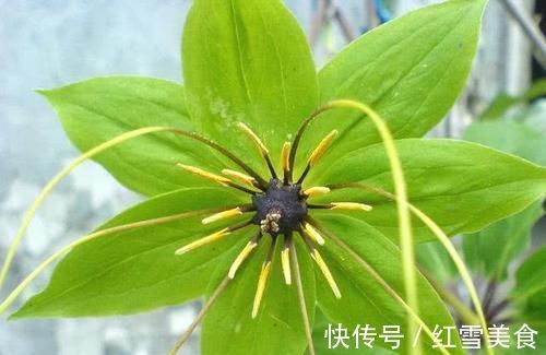 清热解毒|慢性咽炎患者,试试每天喝杯“它” ,杀菌灭毒,告别炎症困扰