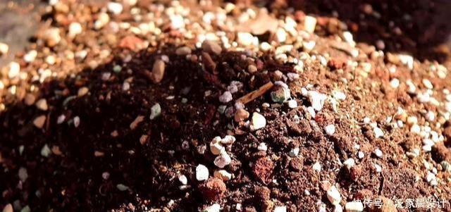 养多肉,做到“3控、1多、1勤”美艳多汁,胖成肉球