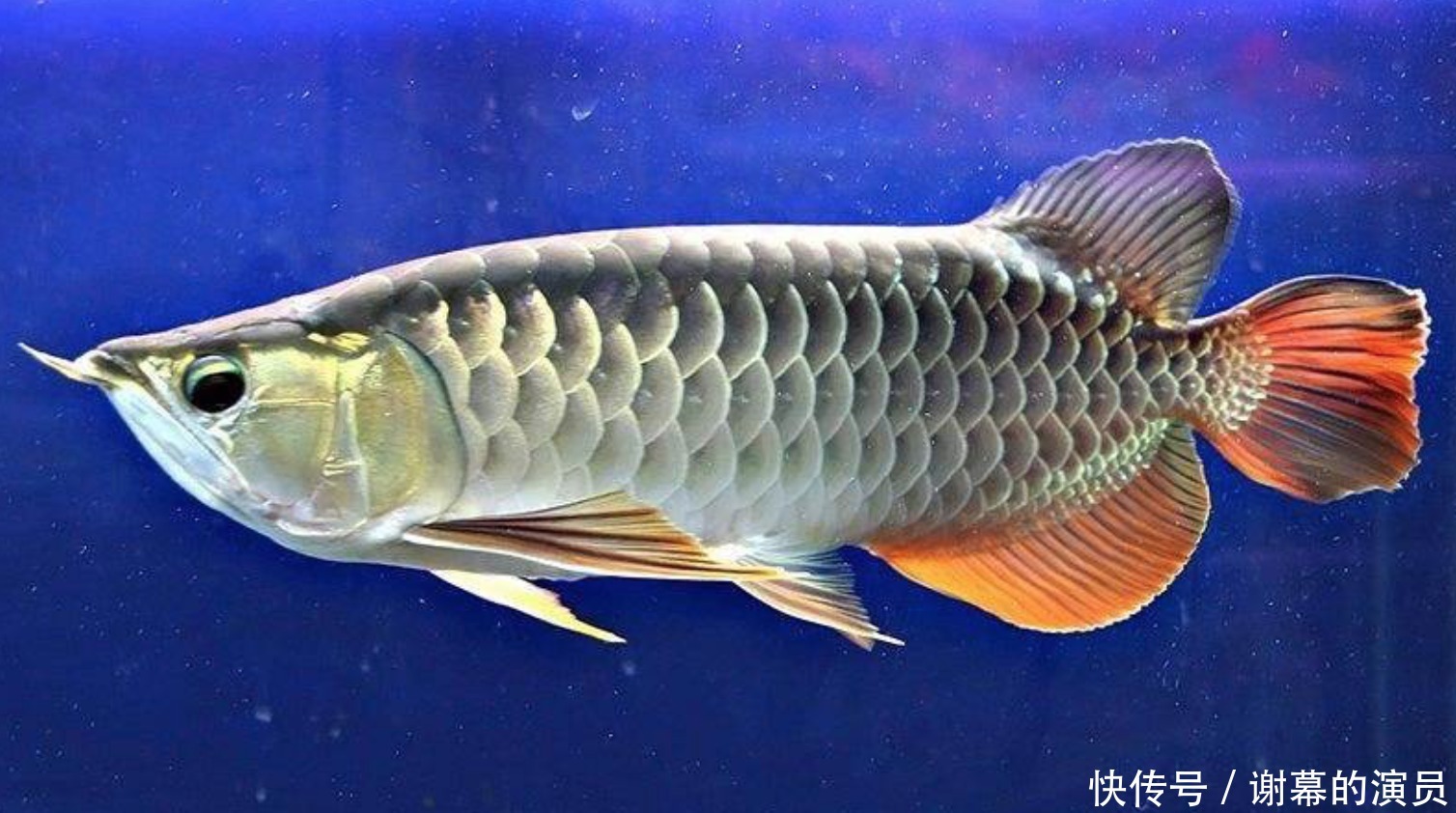 金龙鱼胡须向上翘咋回事 金龙鱼胡须向上翘咋回事