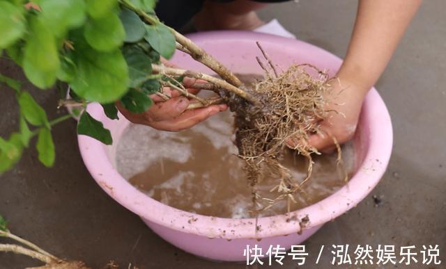 花苞|新买的盆栽养不活排除5个“雷”,养一盆旺一盆