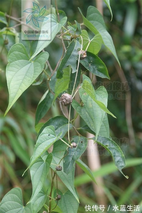 化痰散结|黄药子，见过吗解毒消肿，化痰散结用于甲状腺肿大，癌肿