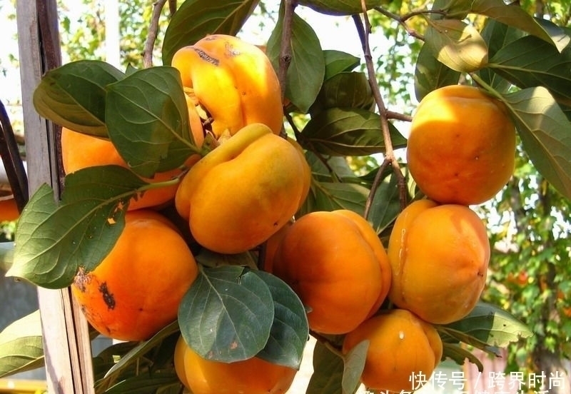 凌霜侯|秋天吃柿子虽好，但医师提醒此3类人最好一口也别多吃