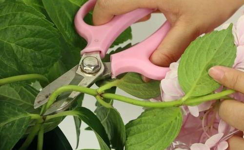 琴叶榕|这些“漂亮花”,7月不修剪,来年没花看,后悔一整年