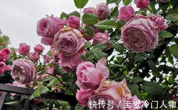 月季红蜘蛛爆发期，这套防治攻略请收好