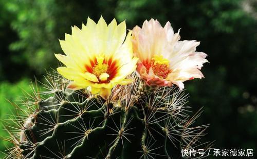 技巧|仙人球过冬有技巧,做好这件事,长势快开花多,新手也会养!