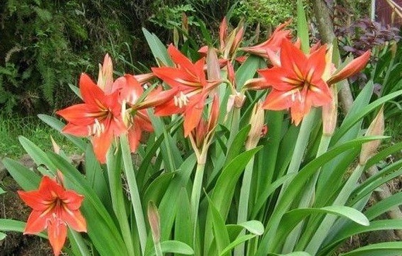 朱顶红光长叶子不开花,做好6点,轻松开爆盆!