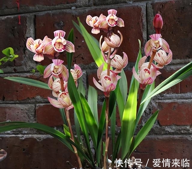 此兰性格“乖巧”，花色由粉红转金黄，香味扑鼻，每年可开花4次