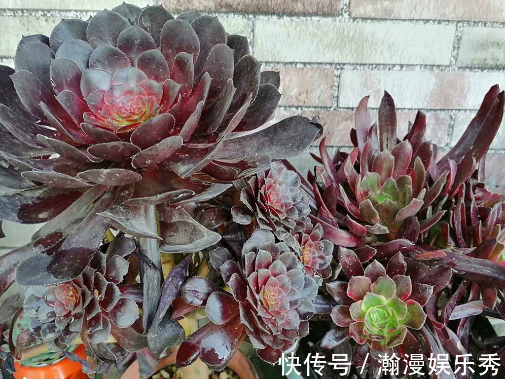 多肉法师夏季不休眠正常吗？不休眠的法师如何养护？顺其自然最好