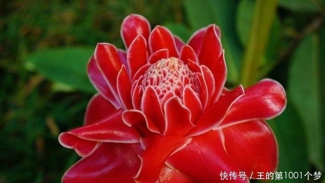 花期|花期最长的花朵，神秘的一朵都能保持半年，你肯定都没有见过！