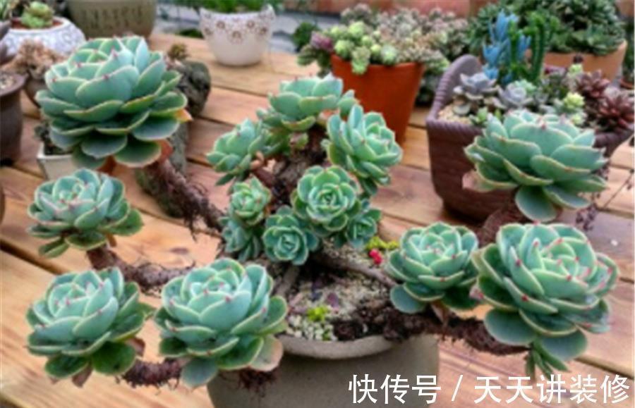 打好基础|多肉玉蝶养成老桩并不难,学会3个小技巧,杆子粗壮造型美