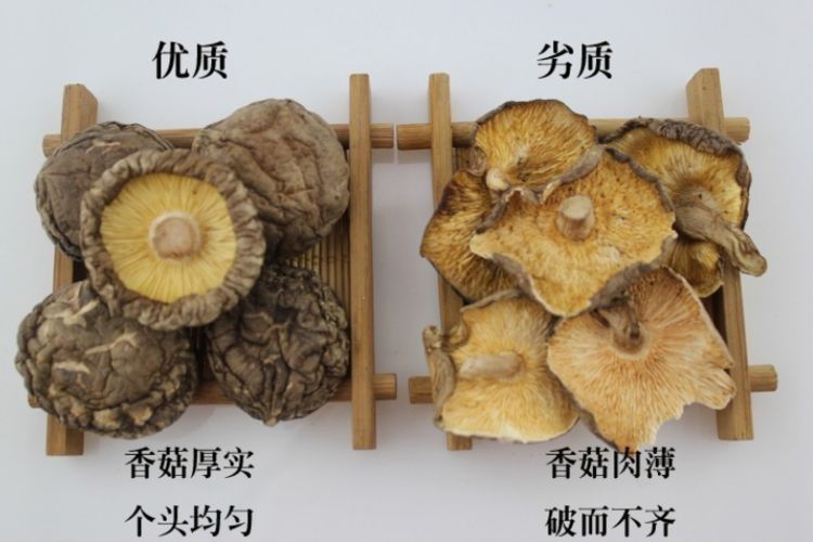 香菇别只会挑大个,学会“3挑3不挑”,个个优质,新鲜肉厚鲜味浓