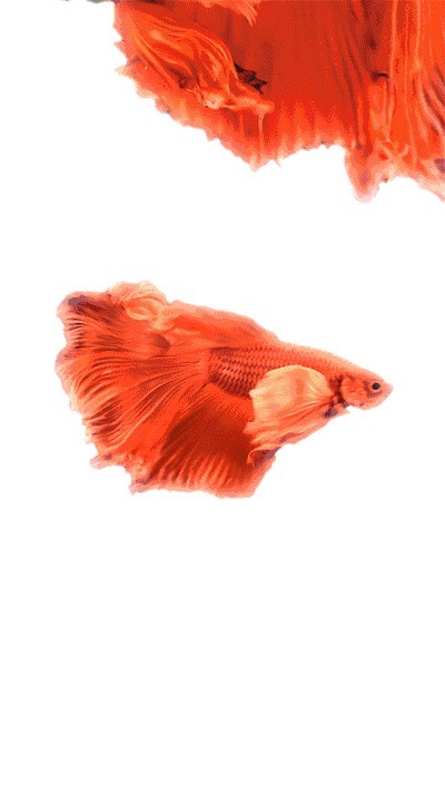 凯迪拉克#感受CT5的多样魅力,本周末春熙路上演现实版“冰与火之歌”