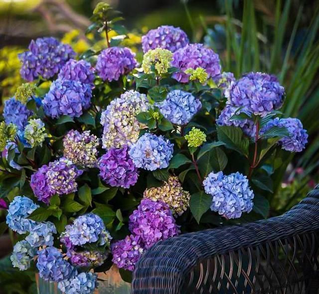 绣球花|托尼老师教您修剪绣球花,记住简单两点,拿剪刀的手再也不抖啦