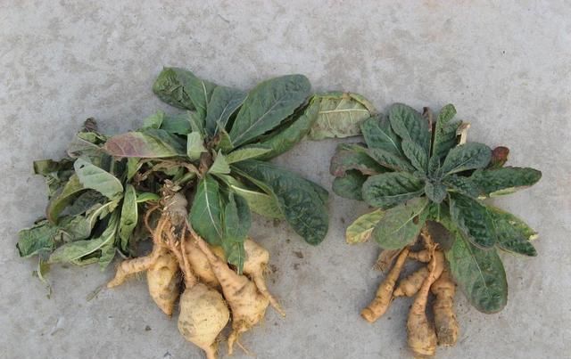 地里有一种野草名叫“地黄”,外形不起眼枝头有喇叭花,价值高