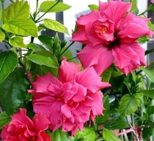 四季|养花就养个花期长的,花大色艳,花姿妖娆,四季繁花似锦