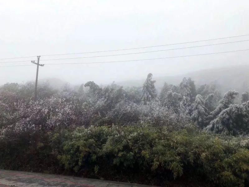 到底|下雪了！多图解锁海拔1500米的石柱七曜山雪景到底有多美？