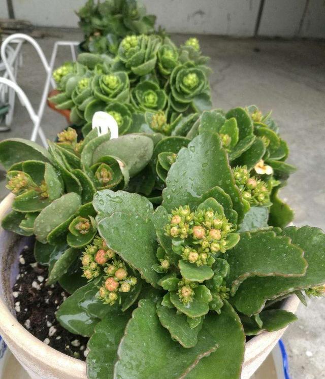  长寿花不长花苞，只控光用处不大，学会三控，花苞越来越多