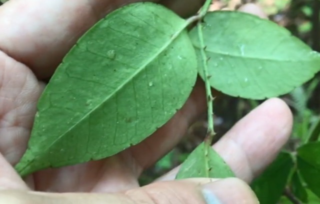 药用价值|客家地区有一种草药，叶子两面都带尖刺，泡酒具有很高的药用价值