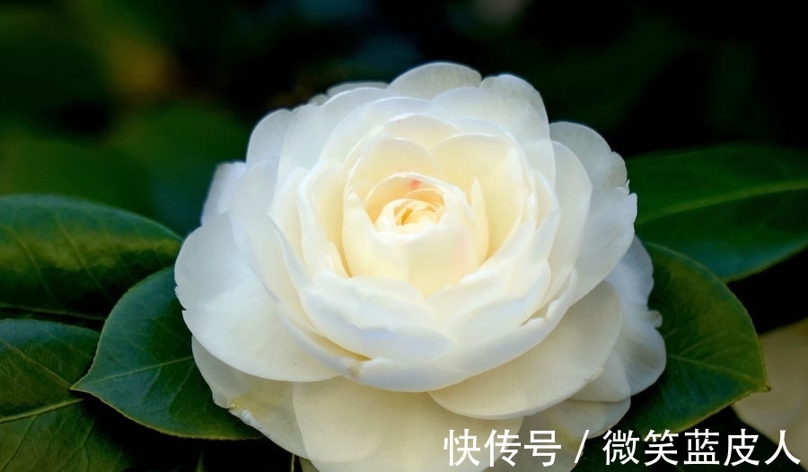 这些年养茶花的经验