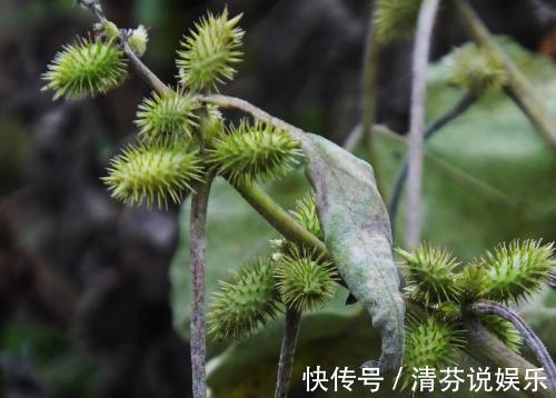 草药|农村常见的野草，虽然是治疗鼻炎和风湿的良药，却也含有剧毒