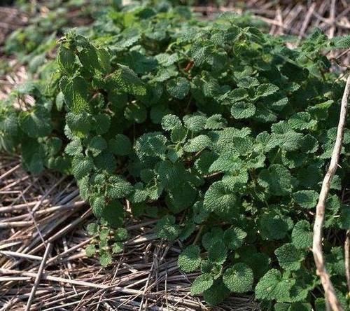夏季飞蚊惹人讨厌,该怎么办盆栽上它们不用驱蚊药就能驱蚊