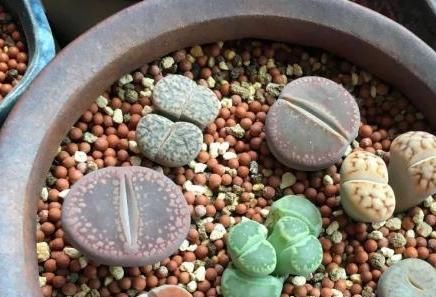 细节|多肉盆栽成活率特别低该怎么办?抓住这些细节,叶片肥嘟嘟