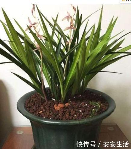 烂根|养花浇水,把控不好总引起烂根盆底铺垫上它们,轻松养根护根