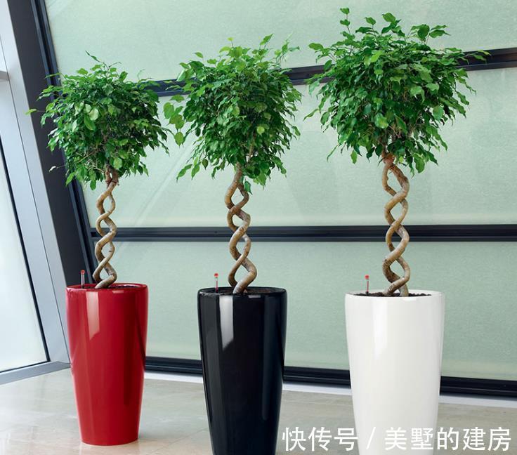 花盆|养花不花钱,花盆放4种“小垃圾”,不怕积水,不再烂根