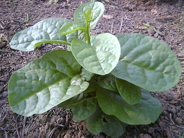 木耳菜|一道女人的“美容菜”,做成菜汤更棒,隔三差五去吃,美白又瘦身
