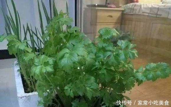 蔬菜|4种菜根不要扔 丢进花盆浇点水 半月又能长出一盆新蔬菜!